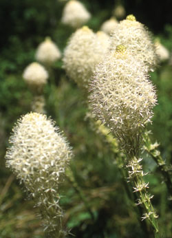 Beargrass