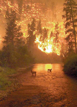 Elk in front of a fire