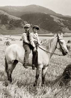 Gallatin Valley Wheat Field