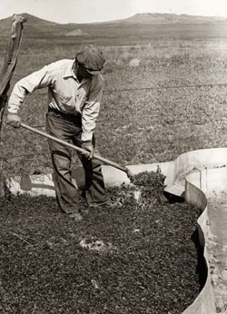 Farmer shoveling crickets in cricket traps